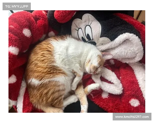 猫咪斗智追逐,鼠辈巧妙逃逸 猫咪斗智追逐,鼠辈巧妙逃逸